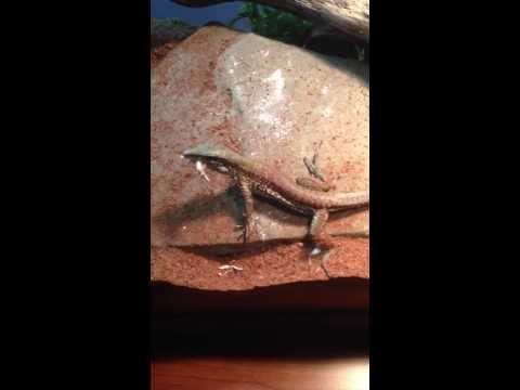 Green Ameiva Eagerly Hunts Crickets