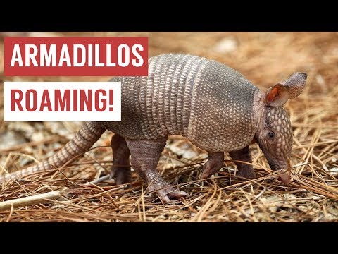 Playful Baby Armadillo Compilation!
