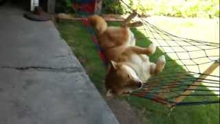 Dog relaxing in a hammock