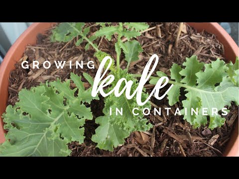Growing Kale in Containers | Small Space Garden Series