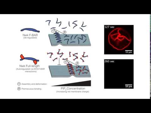 Lipids hit a “sweet spot” to direct cellular membrane remodeling.