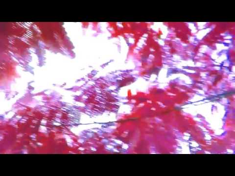 prod.bsd.u (official video) michael portis. throwed