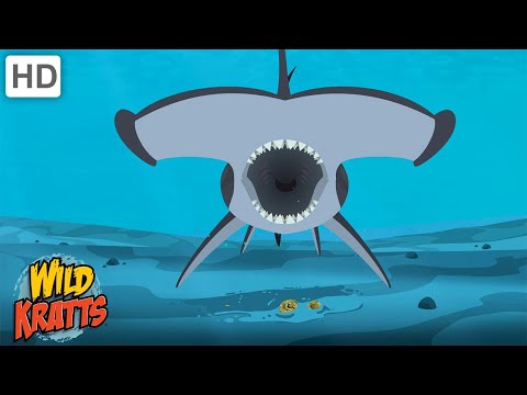 Why Do Hammerhead Sharks Have Hammer Heads? | Wild Kratts