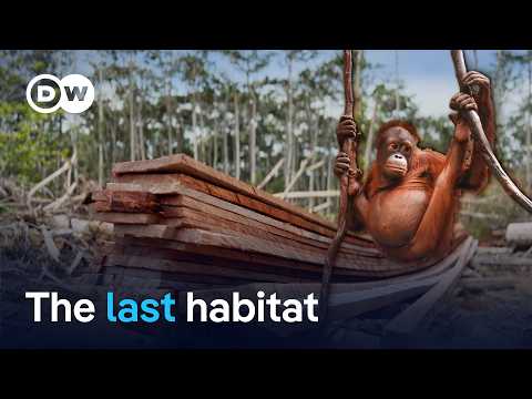 Inside the battle to protect Borneo’s last orangutans | DW Reporter