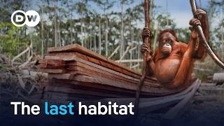 Indonesia's Kalimantan region loses rainforest faster than anywhere on Borneo, threatening orangutans