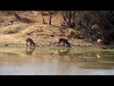 Djuma: Nyalas - 11:10 - 07/29/21