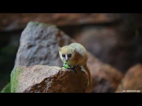 Kölner Zoo - Goodman Mausmaki