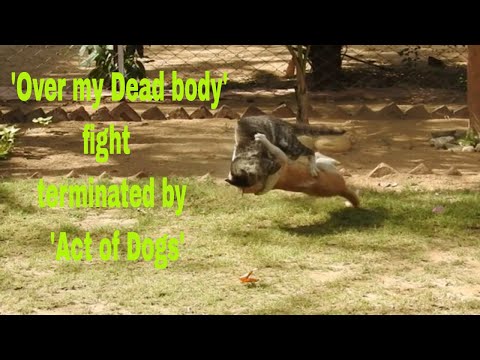 Angry Male cats fighting hissing growling: Real Cat fight -Wrestling in slow motion: Role of Dogs