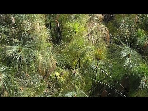 Papyrus paper making in Siracusa, Sicily