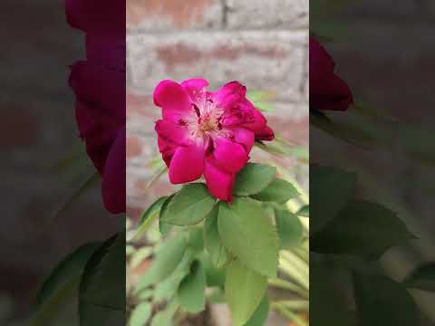 ❤️‍🩹tum bin main dekho to kya se kya ho baithi💔 #sadsong #rosegarden #newpost #trending #viral #rose