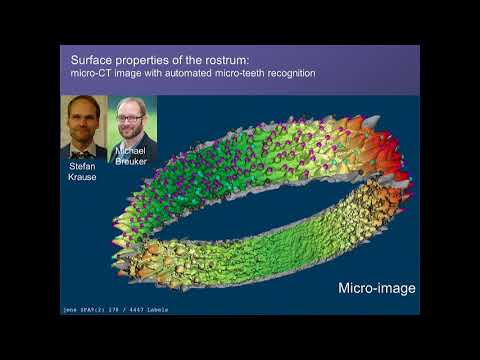 Fish Collective Behaviour