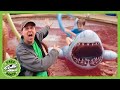 The Pool Is Lava Dinosaur Adventures T Rex Ranch Dinosaur Videos