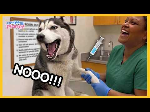 FULL Overdramatic Dogs Who Deserve An Oscar 😁 Funny Dog Videos 2026