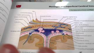Section D - Question 1 - Calvaria and its Covering