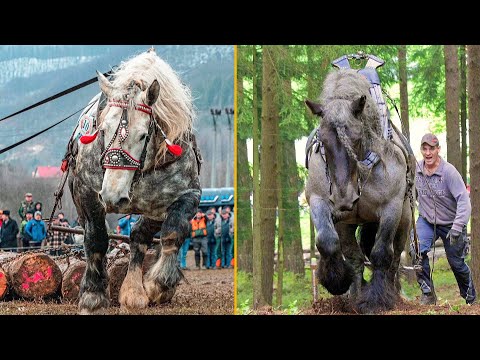 , title : 'The Strongest Horses In the World. Draft Horses !!!'