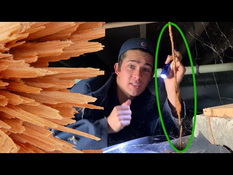 This is How Termites Get Into Your Home!