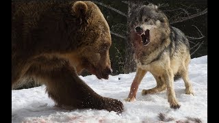 animale lupi vs ursi