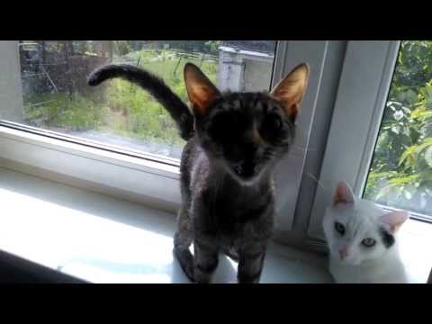 PWUNSBK - Moje Koty, a mam w pokoju dwa