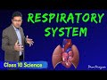 Respiratory System Respiration In Human CBSE Class 10 Science Biology