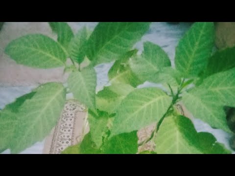 Gardening. Flowers. Plants bonsai Angel Trump @gardening with talat #nature