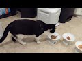 Tuxedo Cat Eats His Favorite Foods