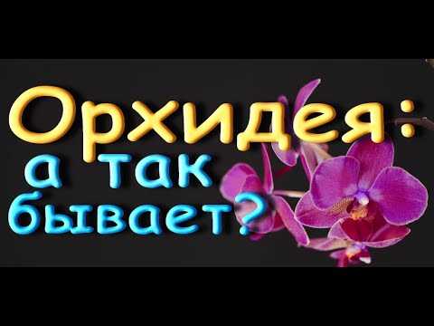 ОРХИДЕЯ ПОРАЗИЛА!У кого еще такое было?