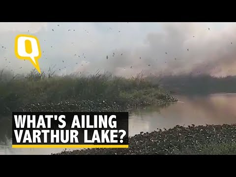 download lagu mp3 mp4 Varthur Lake Bangalore, download lagu Varthur Lake Bangalore gratis, unduh video klip Varthur Lake Bangalore