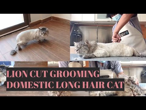 Domestic Long Hair Cat - Lion Cut Grooming  |  Bunny TV