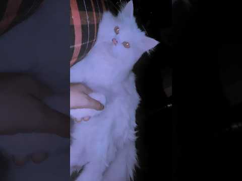 atishay aalshi prani #yoitubeshorts #youtube #trending #trendingshorts #catlover #cats #snowbell