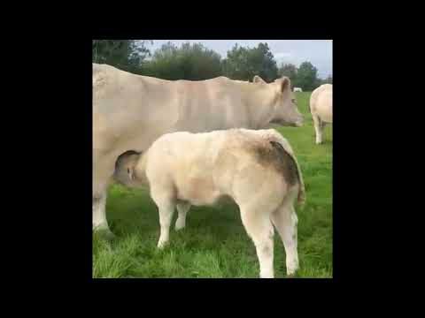 Charolais Show Calf - Image 2