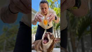 O PERIGO DO OVO COZIDO EM CASA