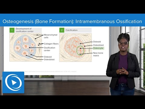 Osteogenesis (Bone Formation): Intramembranous Ossification &ndash; Physiology | Lecturio Nursing