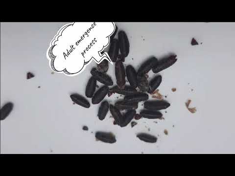 Stages of Blow Fly Development