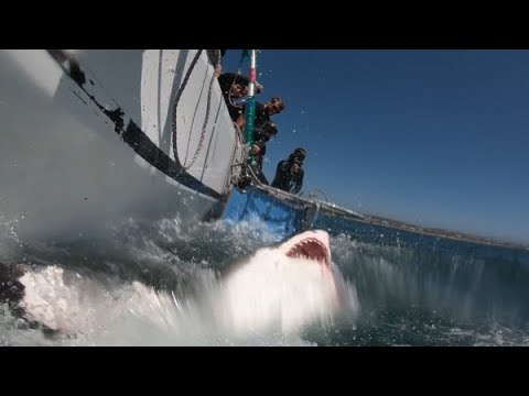 15 SCARIEST Great White Shark Attacks......covered
