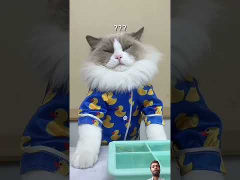 So beautiful ❤️ tealnt please support me #cat