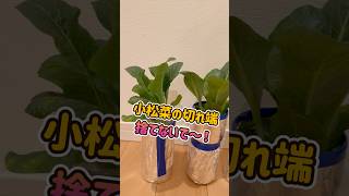 無限小松菜🌱初心者でも大成功する節約術 #テゾロ農園団 #小松菜の育て方 #再生栽培 #家庭菜園 #小松菜 #リボべジ