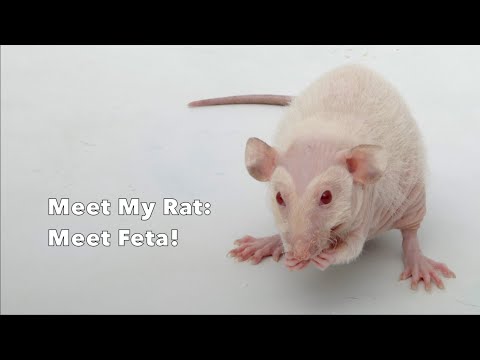 Meet my pet rat Feta - Ratty Highlight!