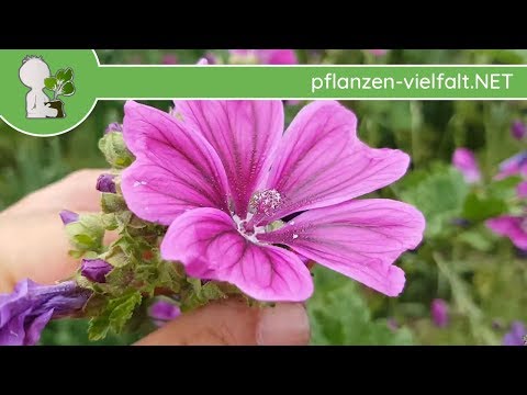 Wilde Malve (Käsepappel) - Unterart Mauretanische - Blüte/Blüten - 07.06.18