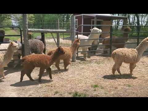 Meet our new baby alpaca's