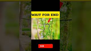 A snake 🐍 🐍 hangs from the wire - CRAZY SNAKES #shorts #snake #ytshorts #viral