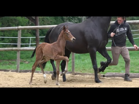 *2021 Hengst von Valverde - Sandro Hit SOLD!!!