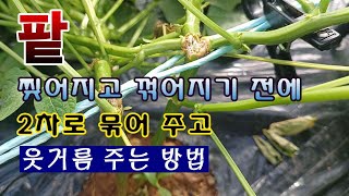 [텃밭농부 1,610]  팥이 꺾어지고 찢어지지 않도록 2차로 묶고 웃거름 주는 방법. #팥재배