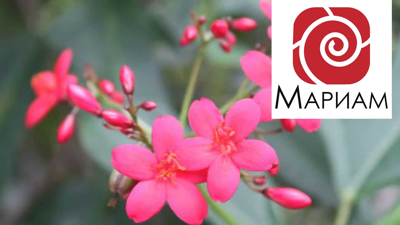 Аффирмации для женщин.