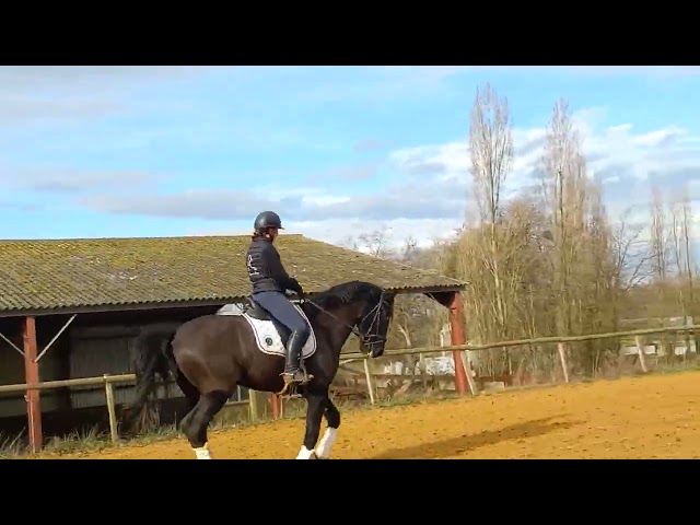 PURE RACE MINORQUINE HONGRE 9 ANS