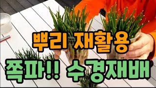 쪽파 수경재배로 여러번 더 먹는방법!! #쪽파수경재배 #쪽파기르기 #쪽파뿌리재활용 #쪽파농사 #쪽파테크 #파…