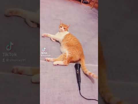 Muzip Kedinin Köpeğe Yaptığı Şaka