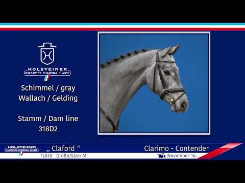 4. Holsteiner Winter-Chance 2022 | Nr. 05 v. Clarimo - Contender