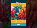 coral reef - arrecife de coral video thumbnail