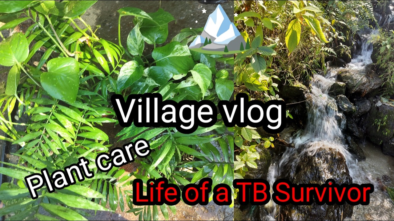 Pahadi life vlog | Plants cleaning| Life after TB | Colours of life 