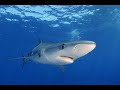 Diving with Bluesharks- Pico, Azores 2021